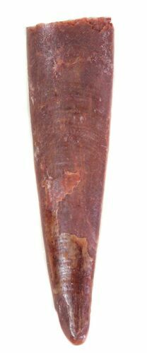 Pterosaur (Siroccopteryx) Tooth - Morocco #63396